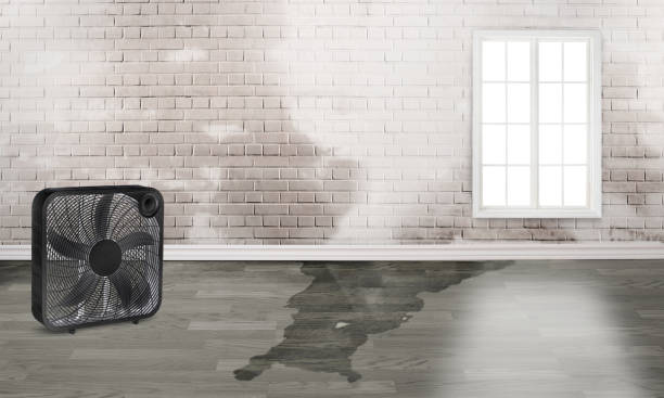 Best Professional water damage repair  in Blackwater, AZ